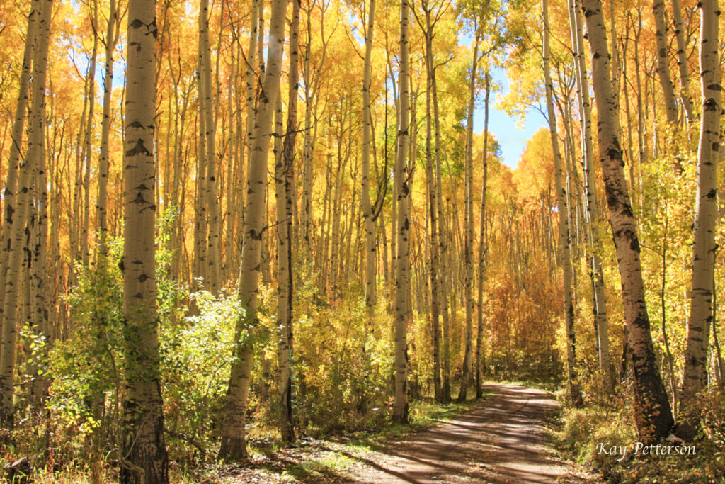 Aspen Path - Kay Petterson