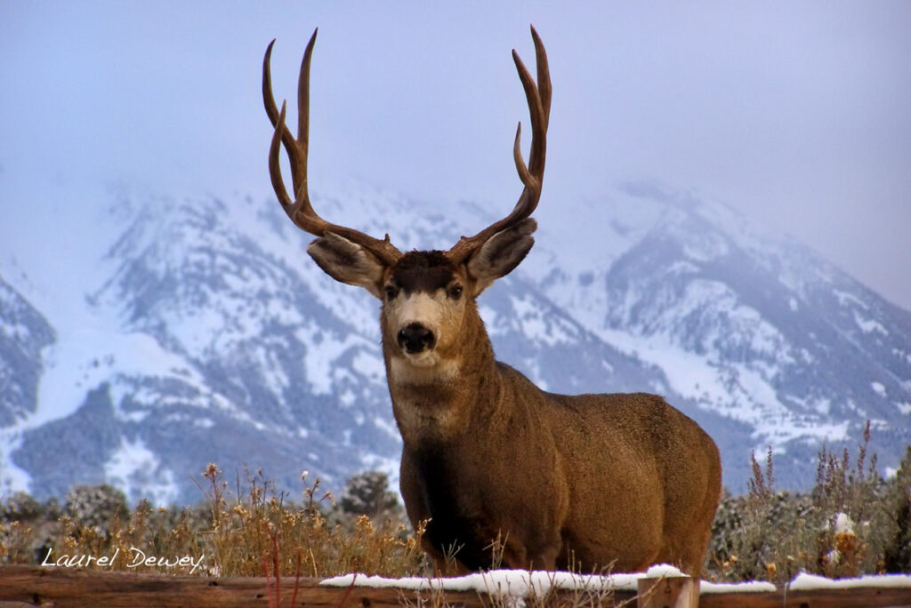 Big Buck - Laurel Dewey