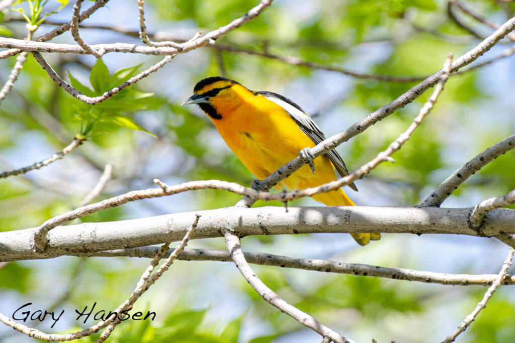 Bullock's Oriel - Gary Hansen