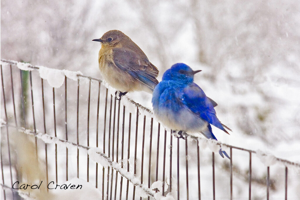 Snow Birds - Carol Craven